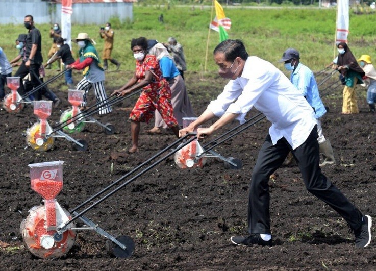 Presiden: Tingkatkan Produktivitas Sektor Pertanian di Papua Barat