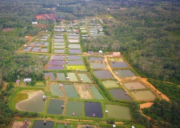 KKP Rancang Permen Tata Cara Rehabilitasi Lingkungan Perikanan Budidaya